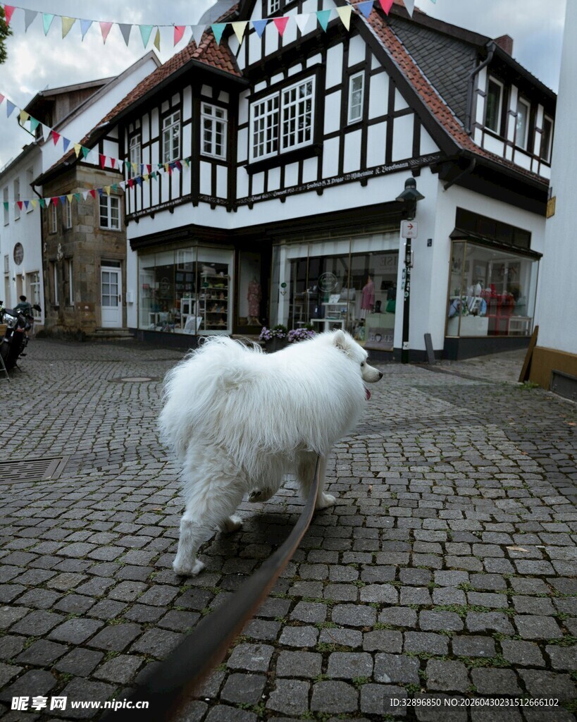 小镇石板路上的白色萌犬
