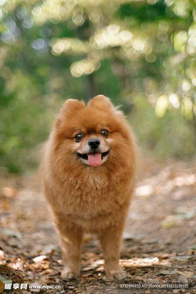 可爱博美犬在户外