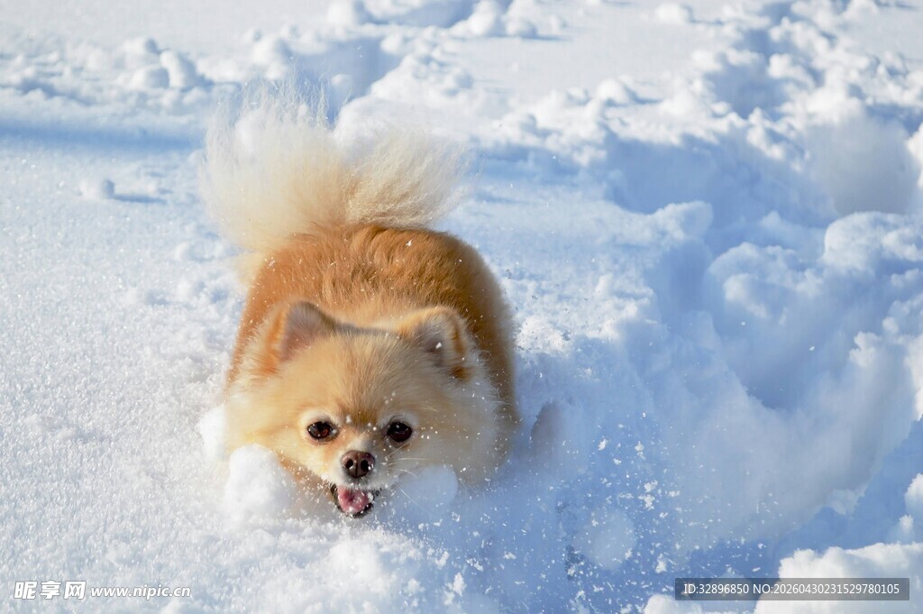雪地中欢快奔跑的小博美