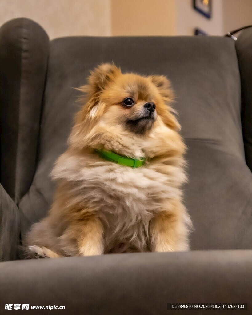 可爱博美犬惬意坐沙发