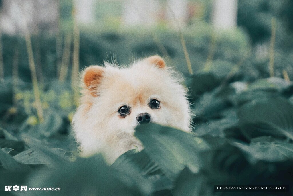 草丛中的可爱博美犬