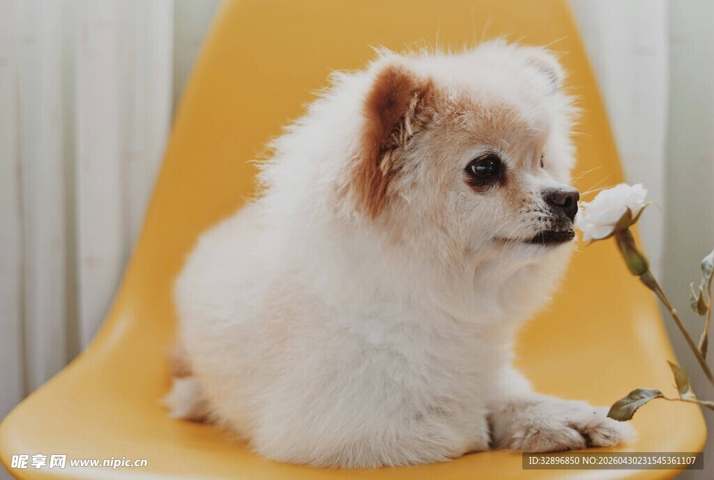 可爱博美犬嗅闻花朵