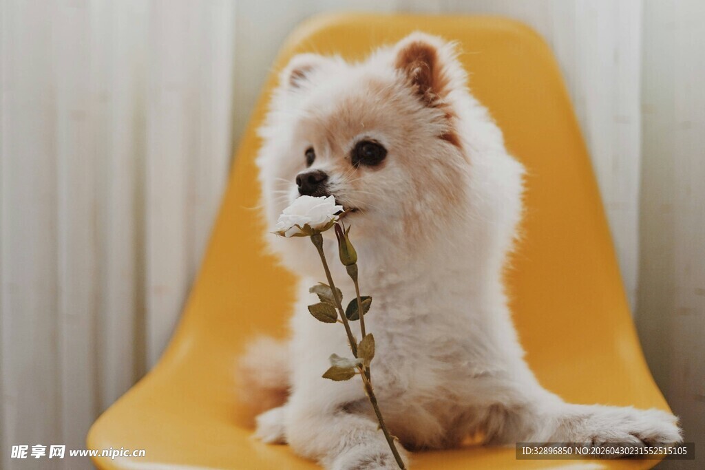 小狗叼花坐于黄椅上
