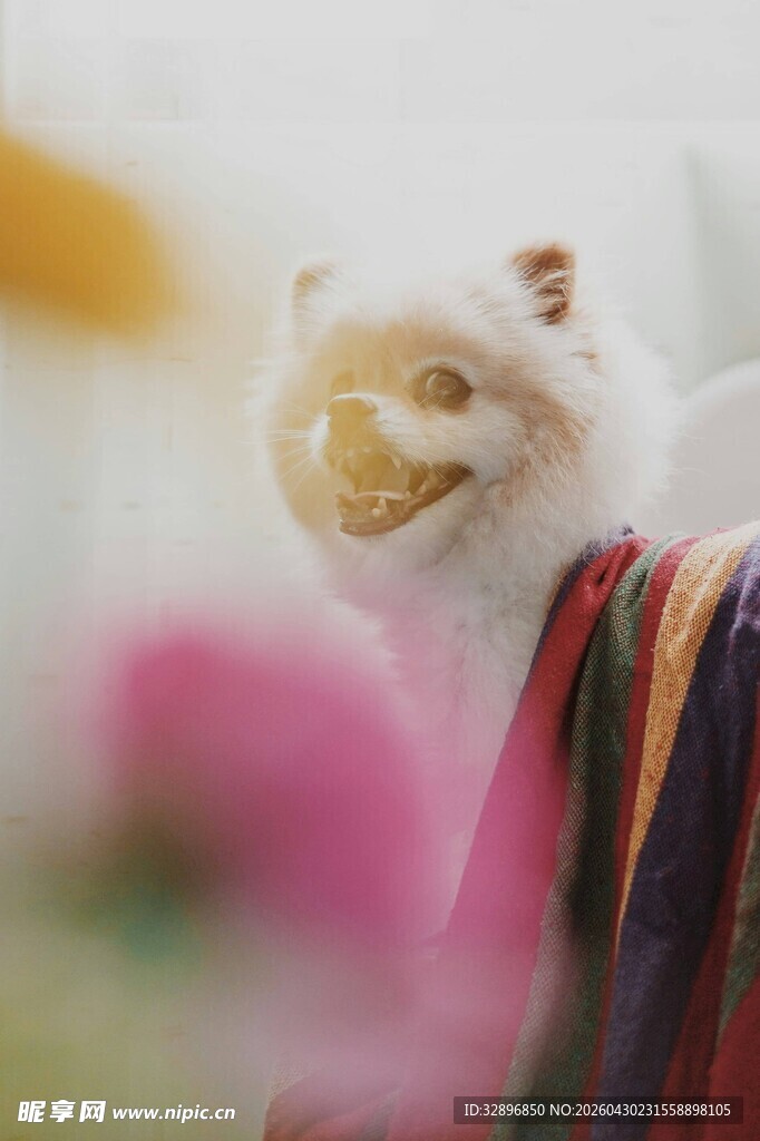 可爱猫咪躲在衣物后张望