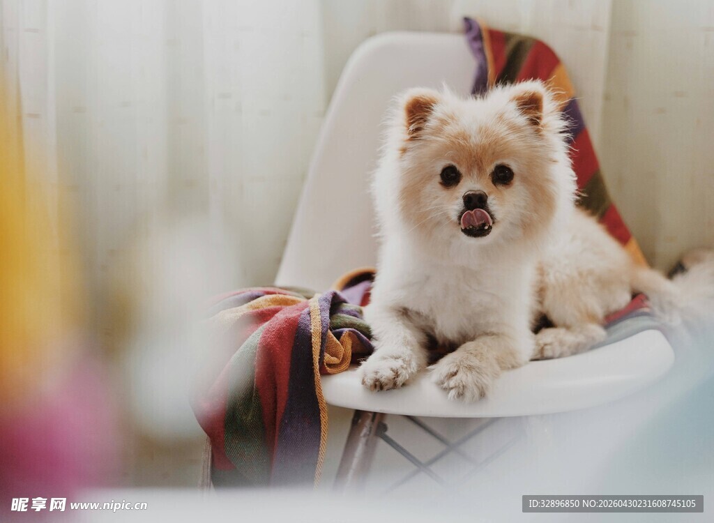 可爱博美犬惬意躺椅子上