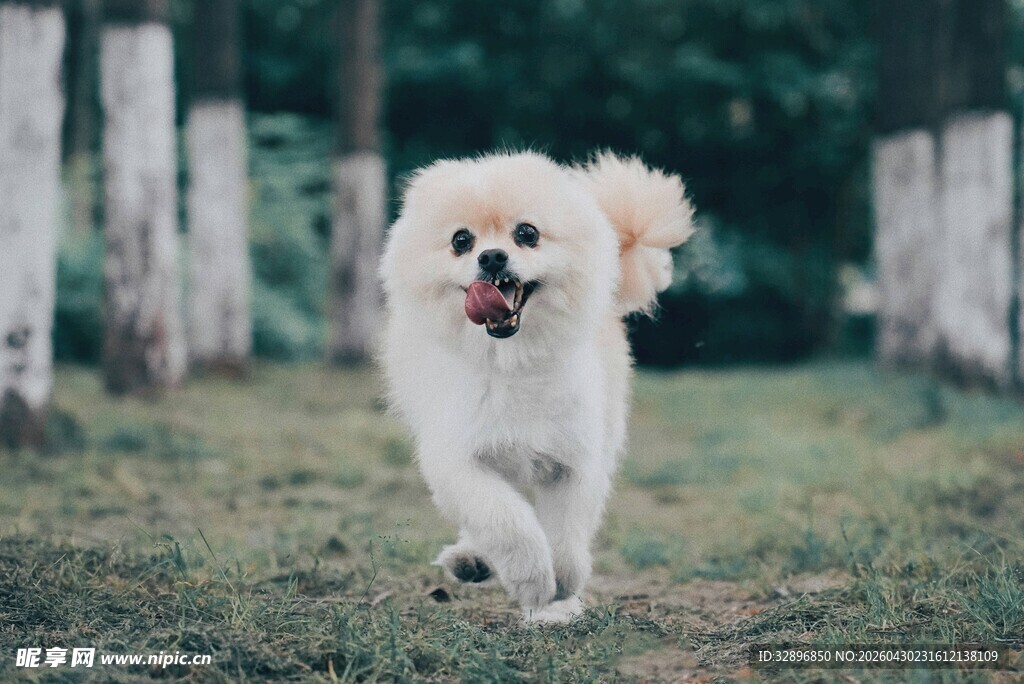 奔跑的可爱小狗