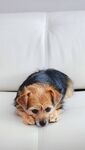 趴着的小猎犬