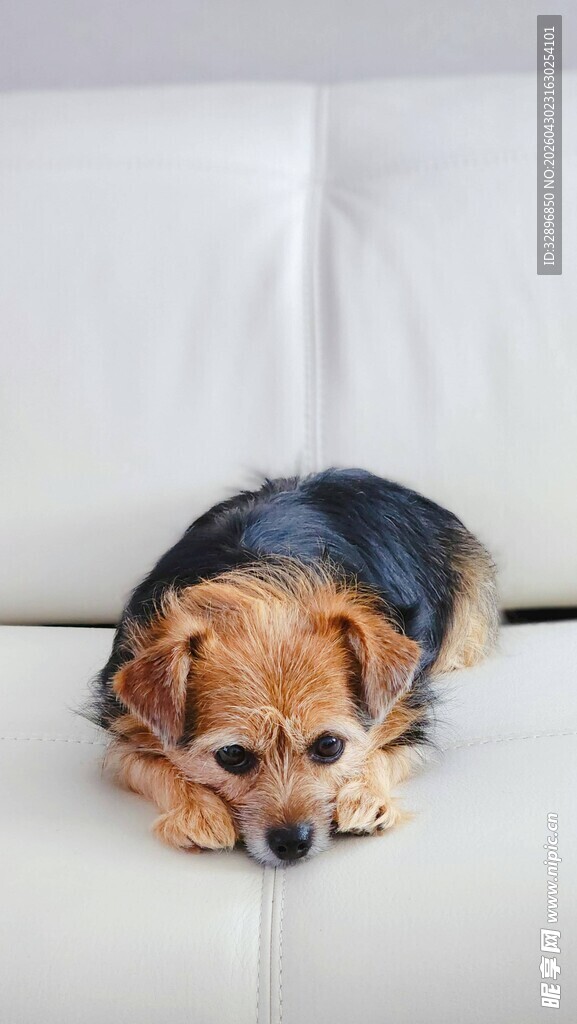趴着的小猎犬
