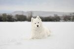 雪地中的白色小狗