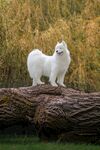 白犬立于树干展灵动身姿