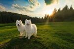 阳光下的两只白毛犬