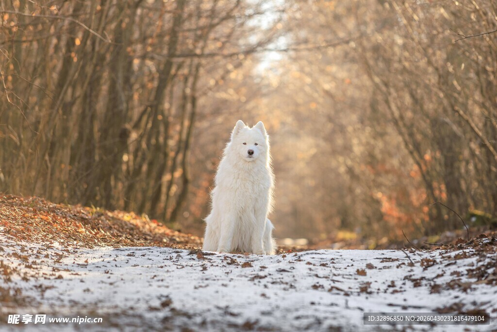 雪地林间的优雅白犬