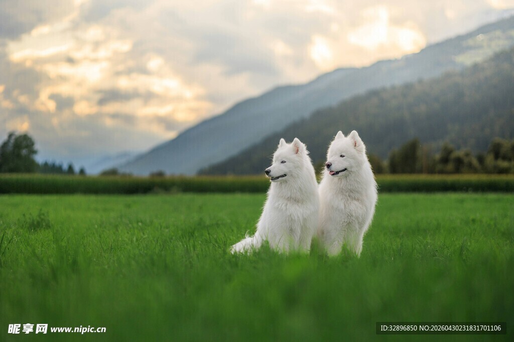 草原上的两只萨摩耶犬