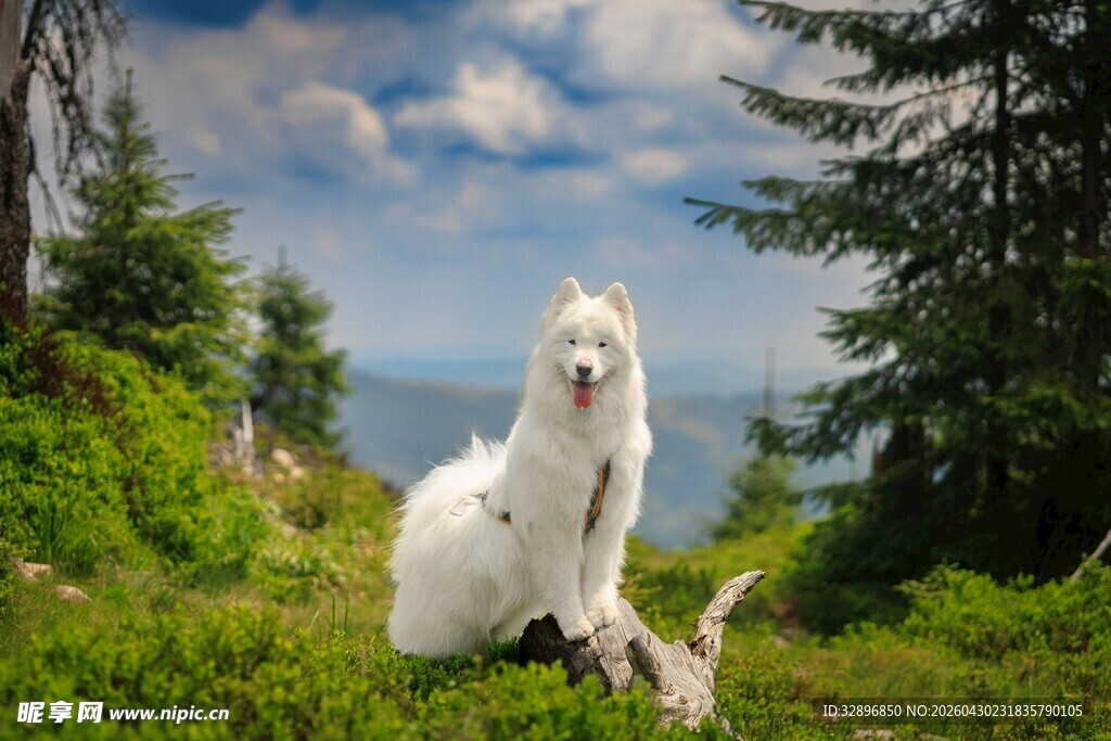 高山上的白毛犬
