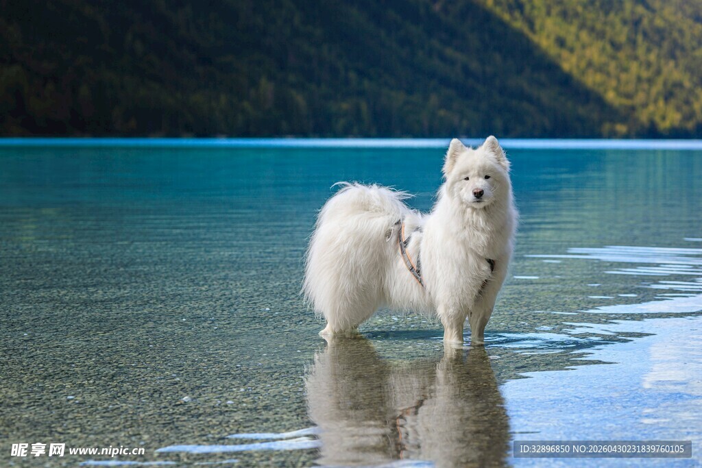 湖畔白犬踏水的美好瞬间
