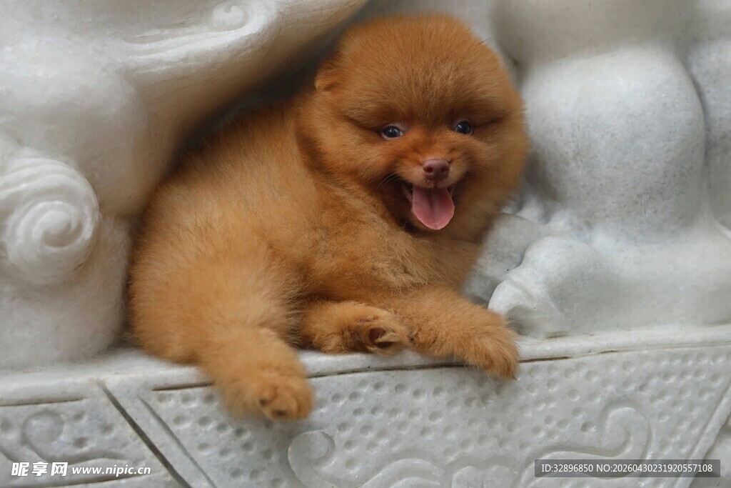 博美犬惬意打哈欠瞬间