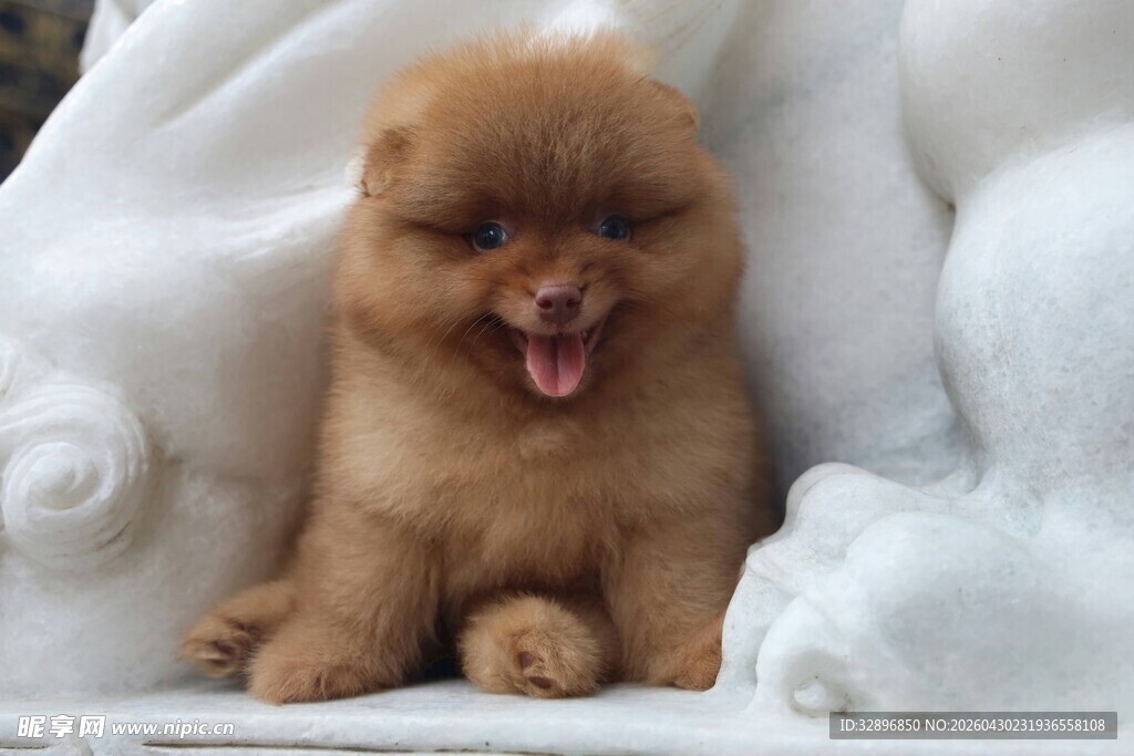 可爱博美犬张嘴露舌卖萌