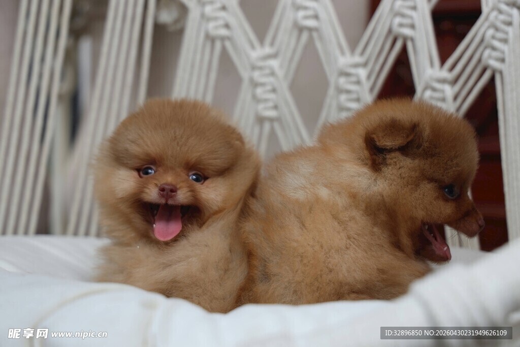 可爱博美犬依偎在一起