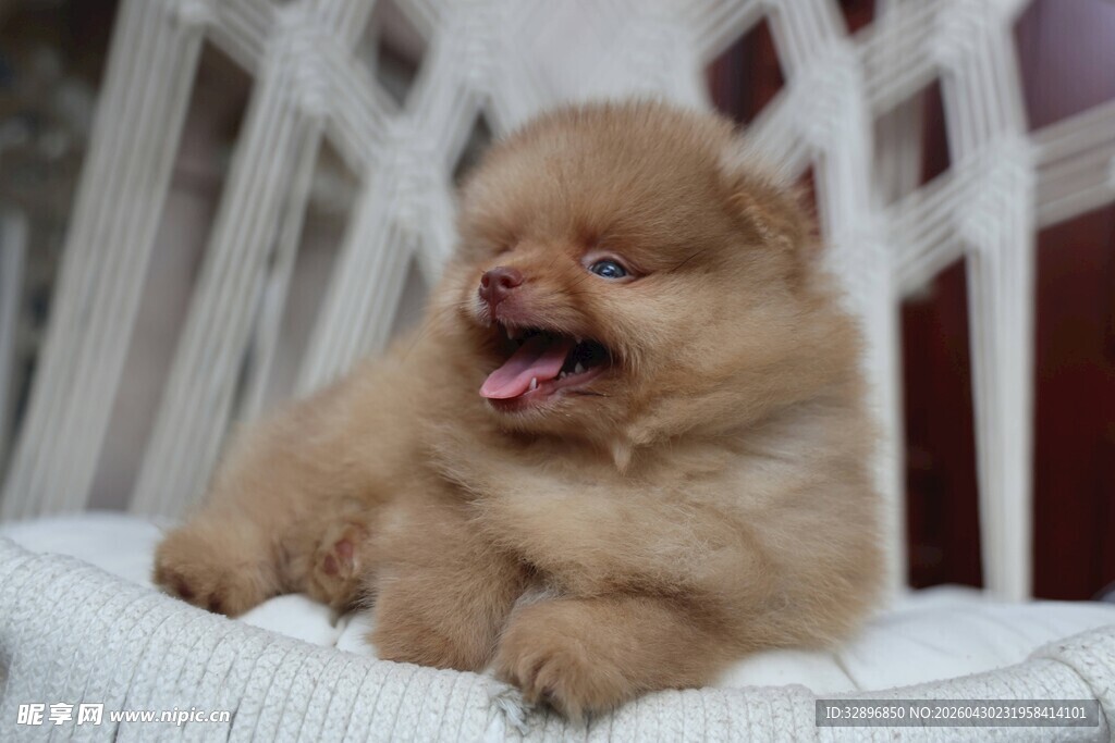 可爱博美犬张嘴露舌卖萌