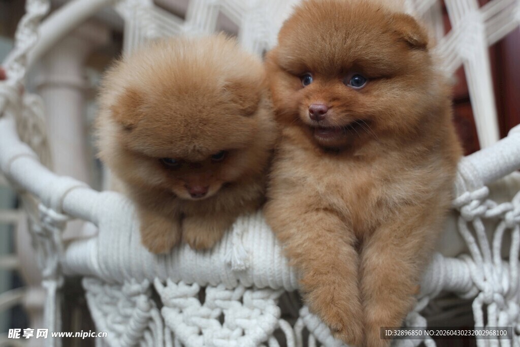 可爱博美幼犬依偎在一起
