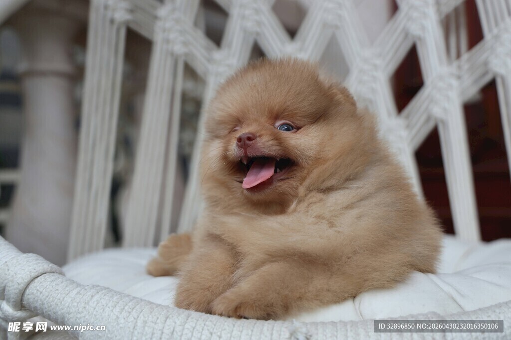 可爱博美犬惬意躺椅上