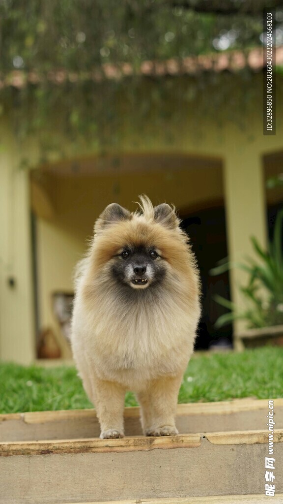 可爱博美犬户外萌态