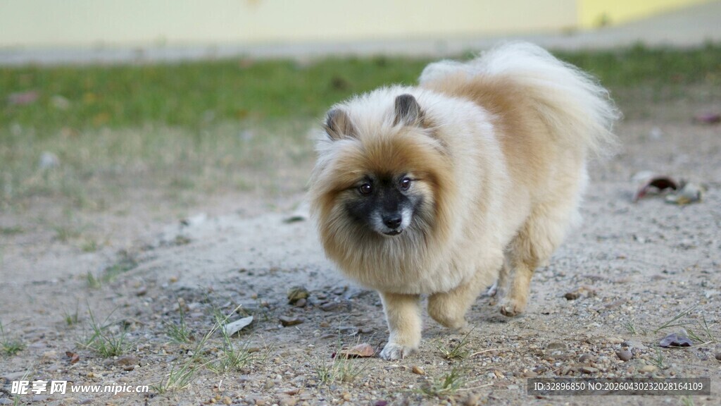 可爱博美犬在户外行走
