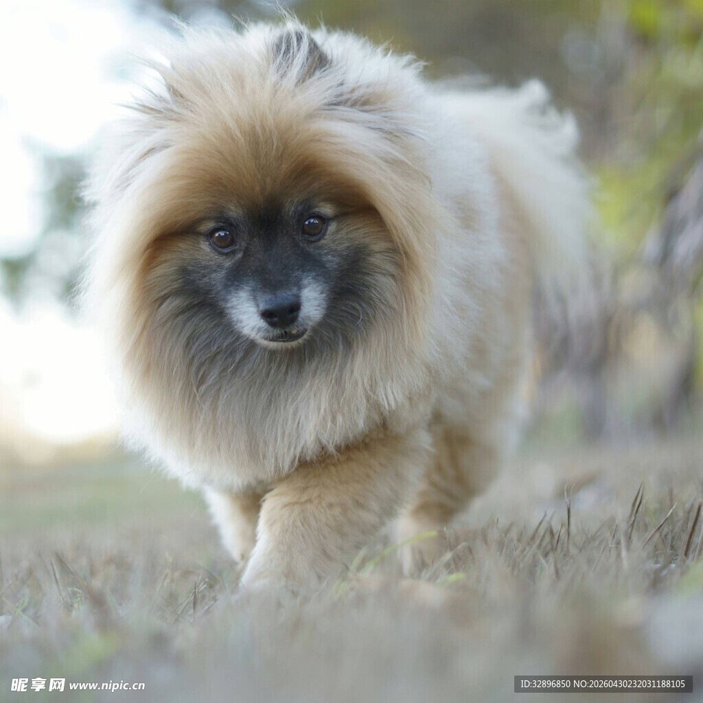 蓬松博美犬漫步草地