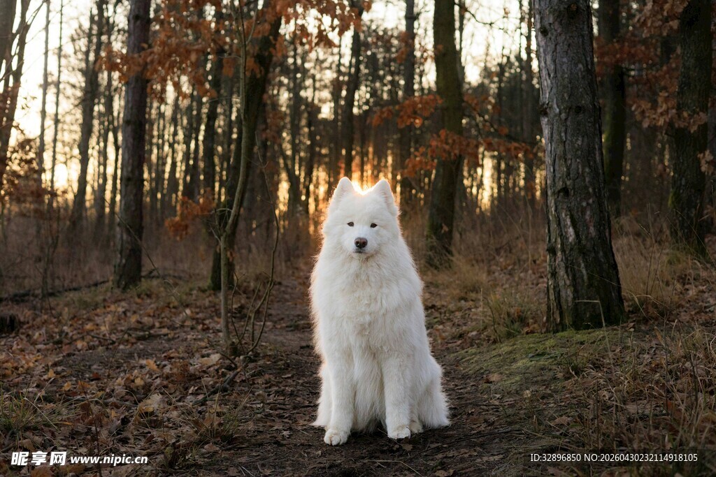 林间白犬秋日静谧之景