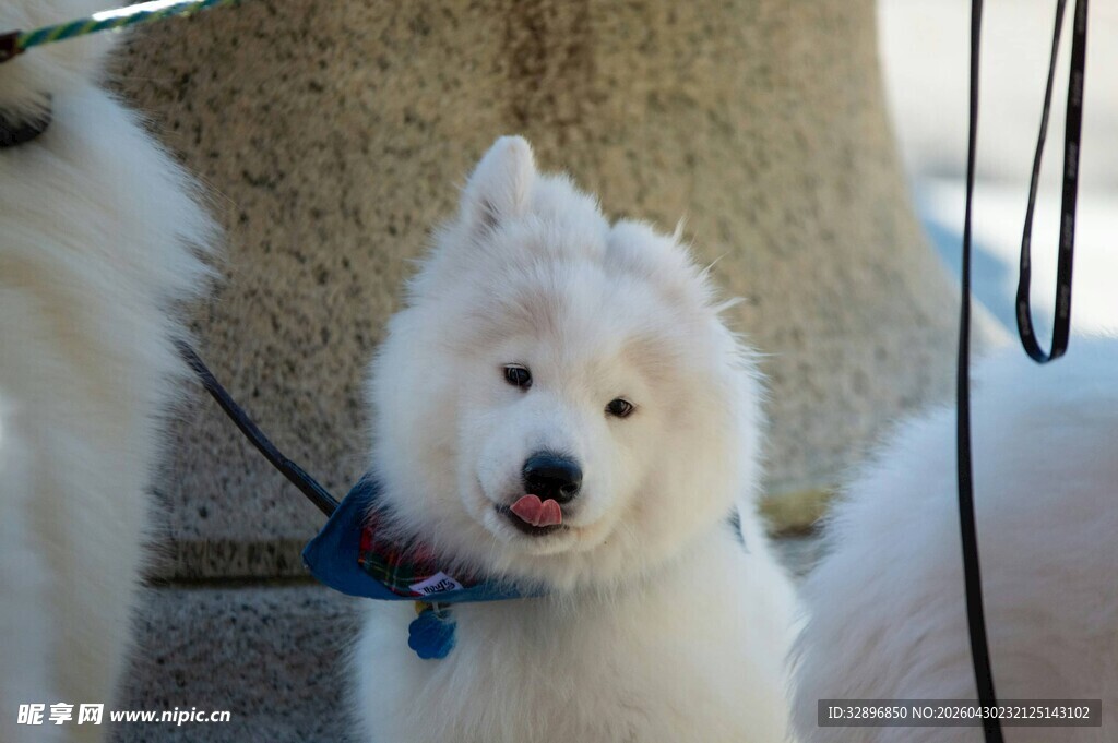 可爱萨摩耶幼犬