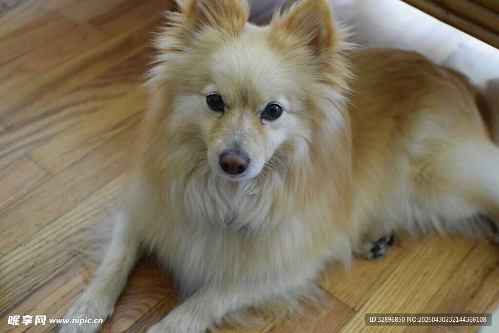 可爱博美犬趴木地板上