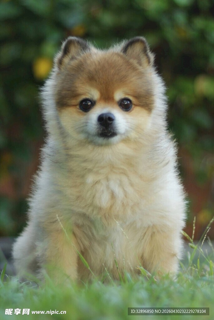 可爱博美犬坐于绿草地上
