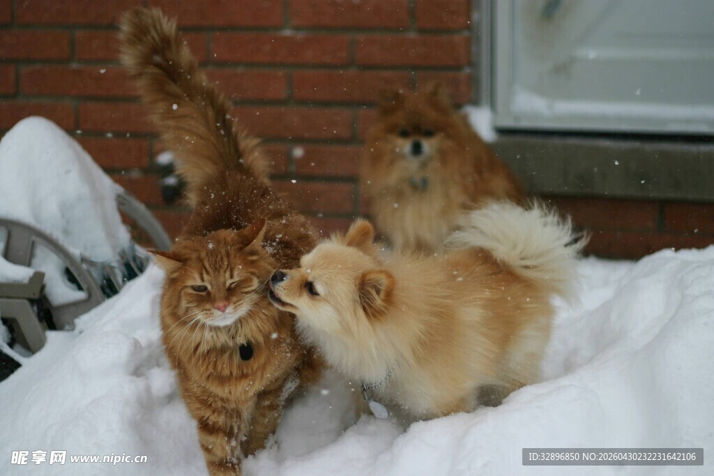 雪地上玩耍的可爱猫咪狗狗