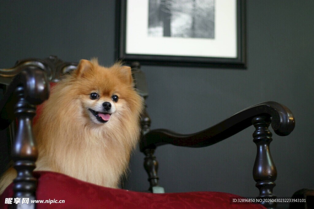 可爱博美犬端坐椅子上