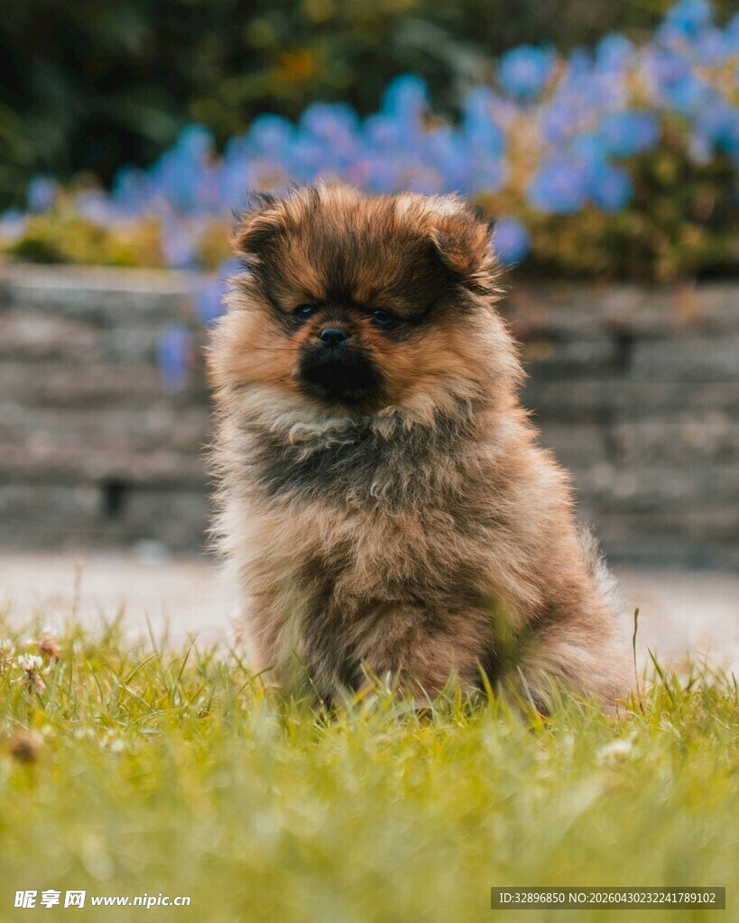 可爱博美犬坐在绿草地上