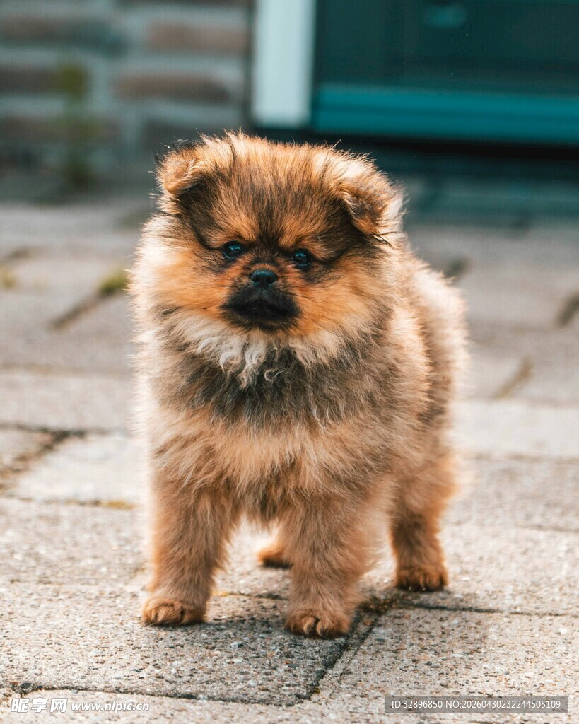 可爱博美犬站立在户外