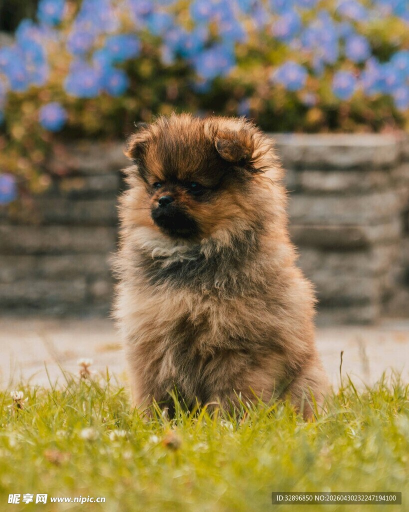 可爱博美犬静坐于草地