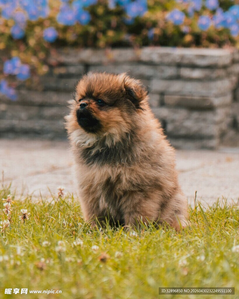 可爱博美犬于草地远望