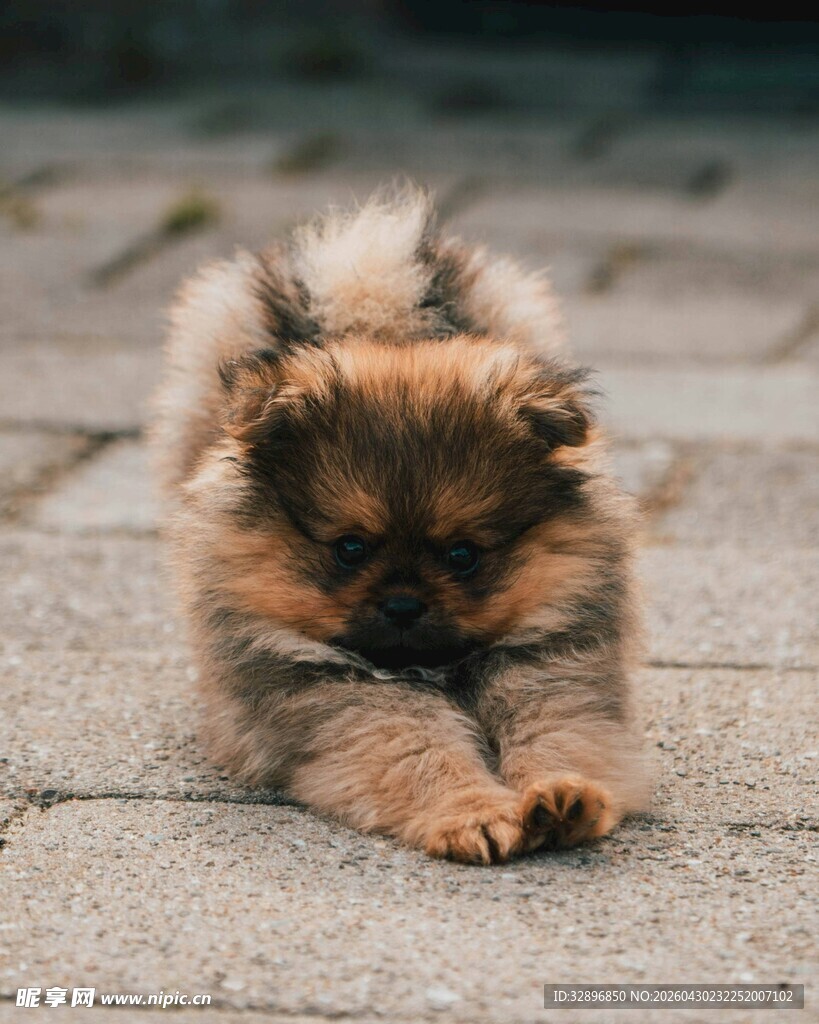 趴着的可爱博美犬