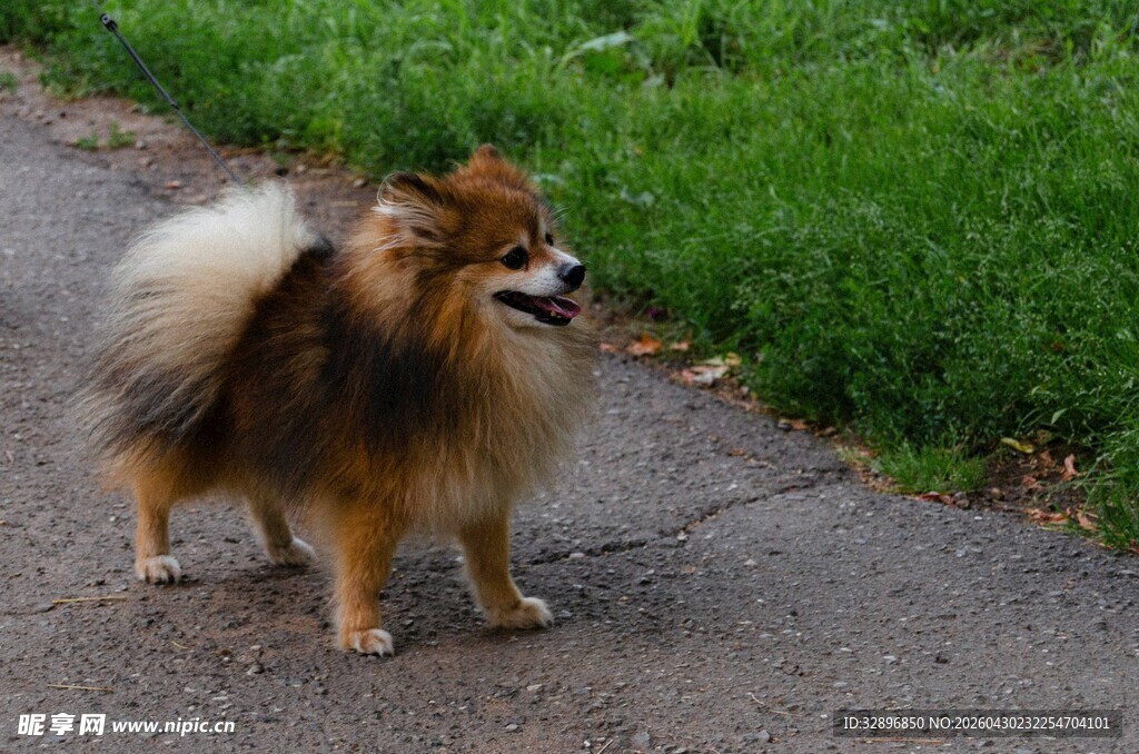 路边可爱的博美犬