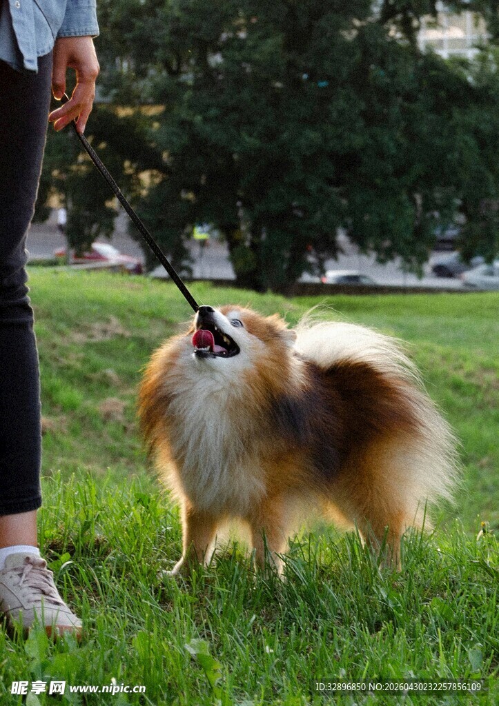 女子牵博美犬于绿草地