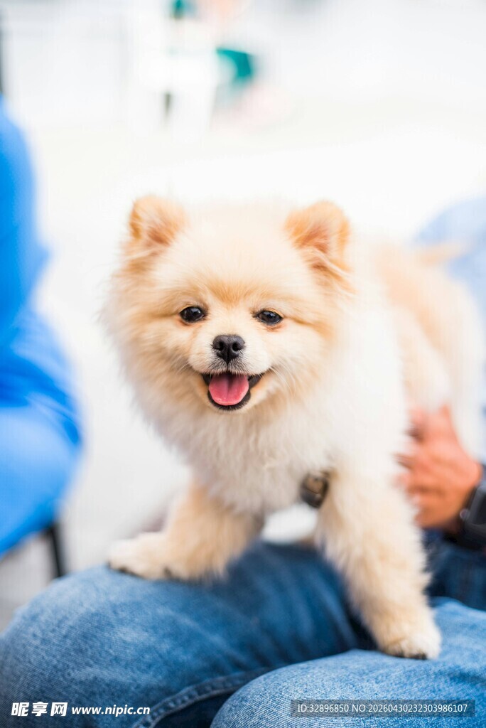 可爱博美犬坐在人腿上