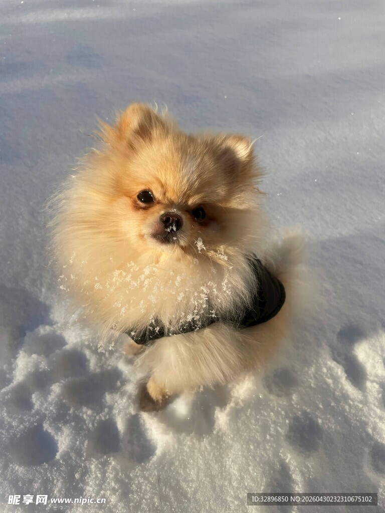 雪地中的可爱博美犬