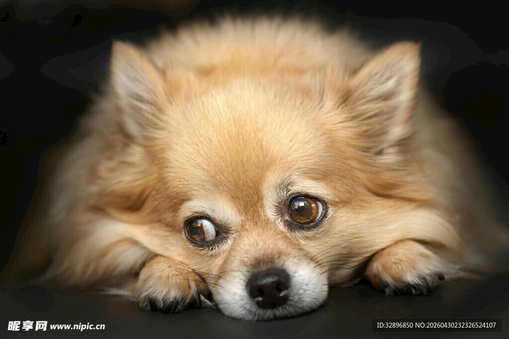 可爱博美犬趴卧卖萌