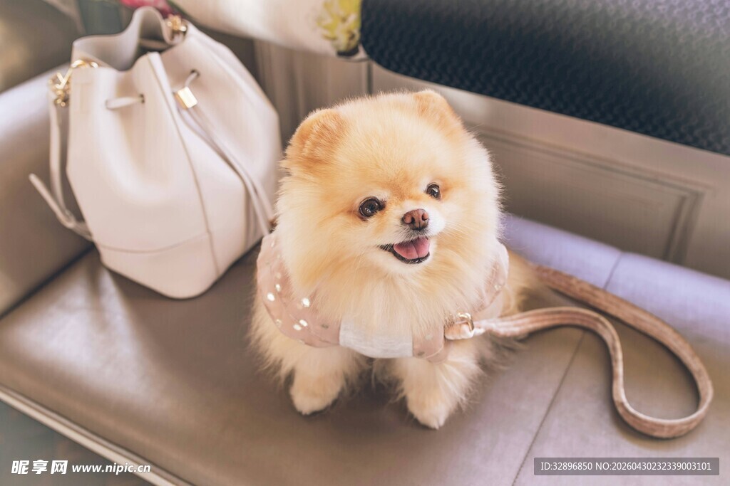 可爱博美犬与时尚包包