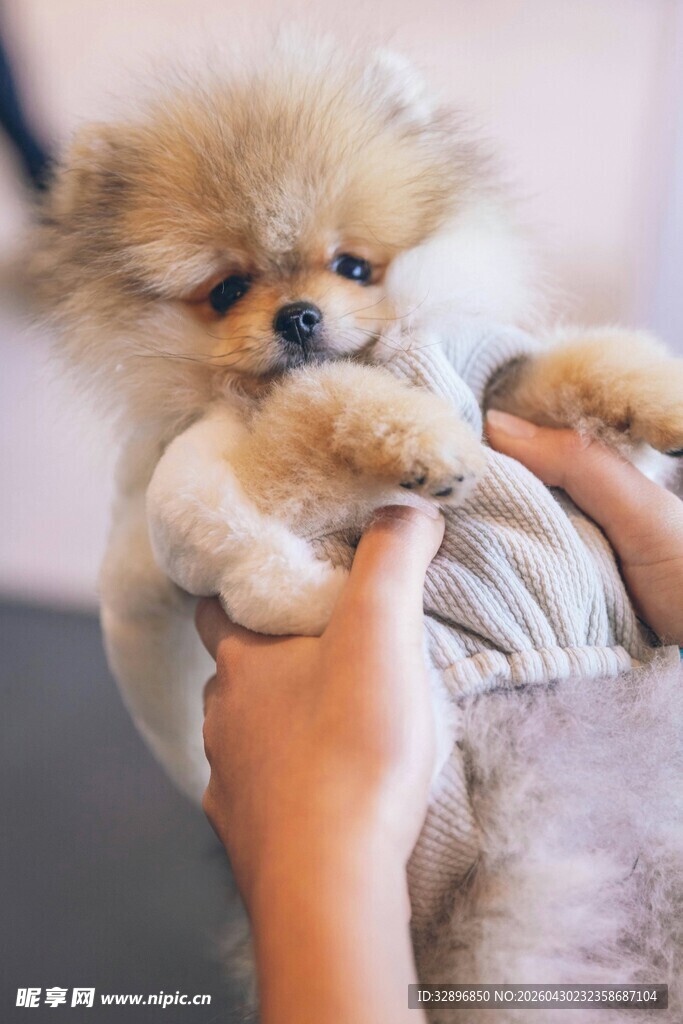 手托可爱博美幼犬