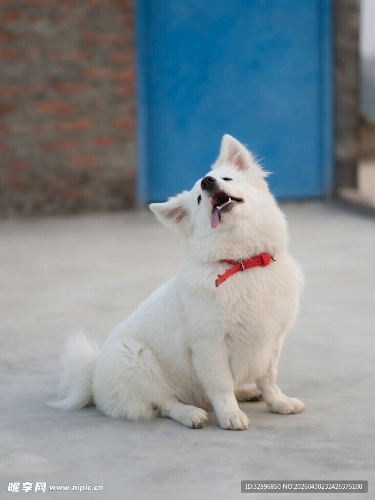 仰头歪脑的可爱小白狗