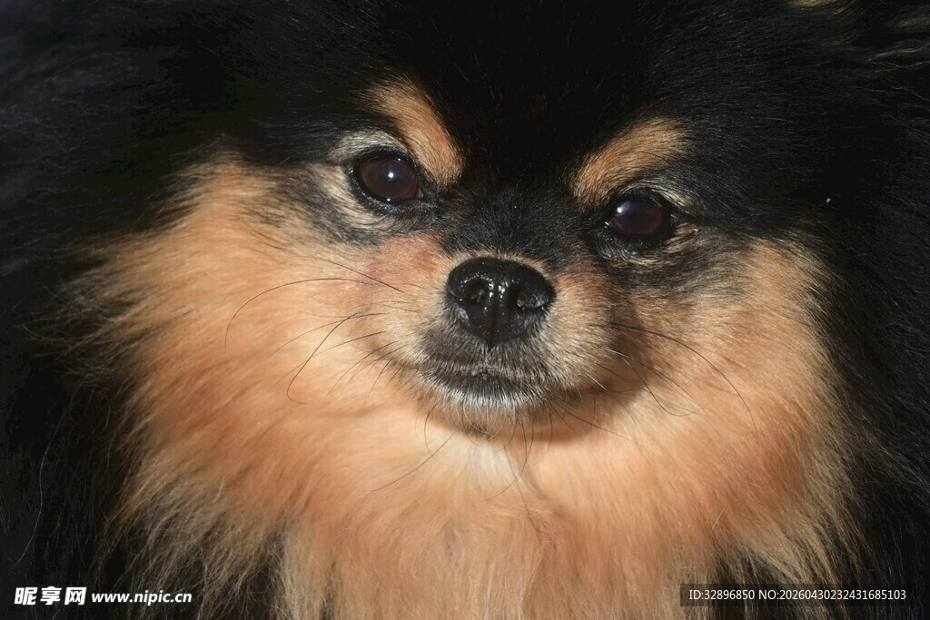 可爱博美犬的萌趣瞬间