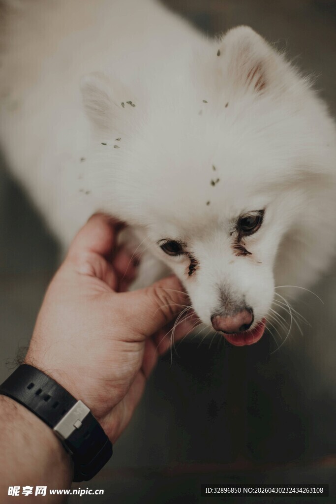 抚摸可爱萨摩耶瞬间