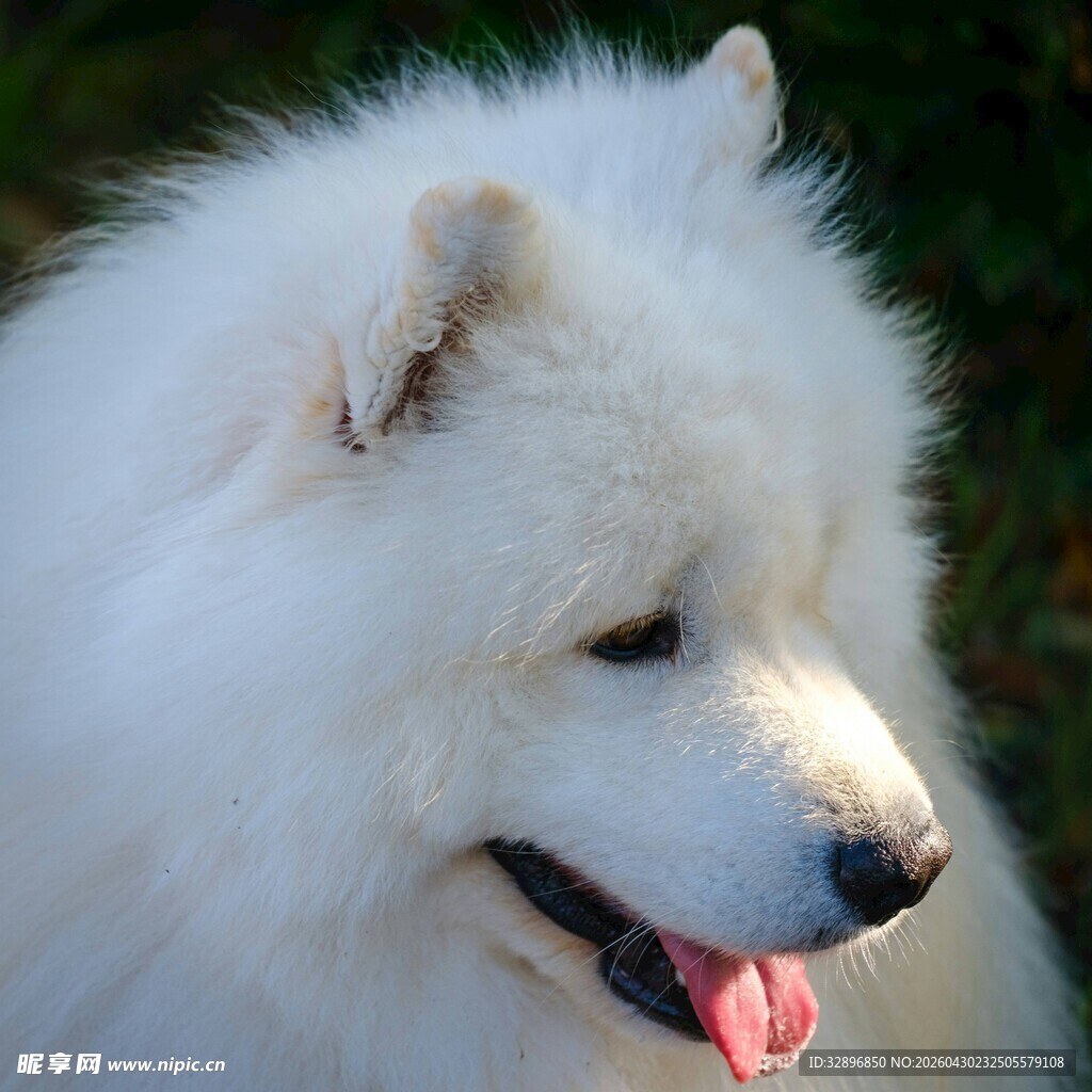 微笑的萨摩耶犬